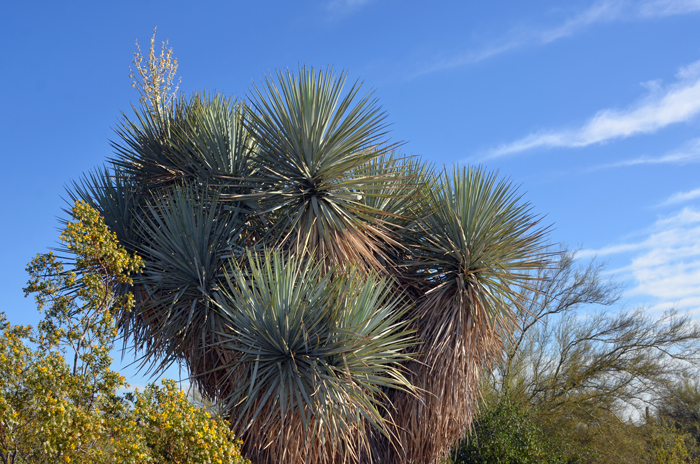 Blue Yucca are found in Creosote-Yucca desert shrub in limestone soils. The prefer high elevations in mountainous areas in the Chihuahua Desert. Yucca rigida